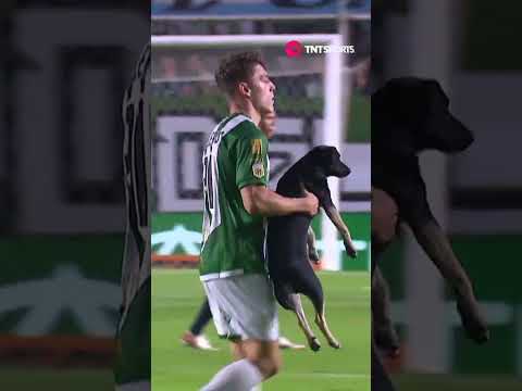 Un perrito invadió la cancha de #Banfield tras el gol de #Independiente, pero se fue pacíficamente 😅 Un perrito invadió la cancha de #Banfield tras el gol de #Independiente, pero se fue pacíficamente 😅