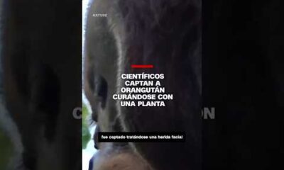 Científicos captan a Orangután curándose con una planta