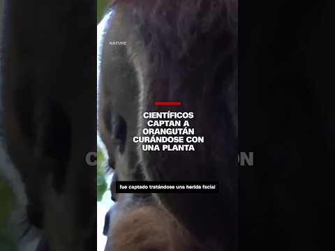 Científicos captan a Orangután curándose con una planta