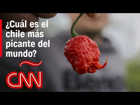 Estos son los 3 chiles más picantes del mundo