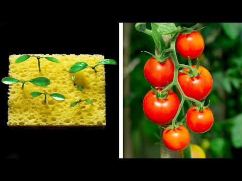 🌱🔧 ¡Hackea tu Jardín! Consejos Ingeniosos para Cultivar Plantas y Decorar tu Hogar con Alegría🌼🏡 🌱🔧 ¡Hackea tu Jardín! Consejos Ingeniosos para Cultivar Plantas y Decorar tu Hogar con Alegría🌼🏡