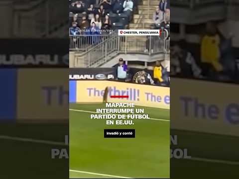 #Mapache interrumpe un partido de fútbol en EE.UU.