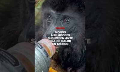 #Monos aulladores sucumben ante ola de calor en #México