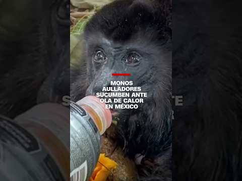 #Monos aulladores sucumben ante ola de calor en #México #Monos aulladores sucumben ante ola de calor en #México