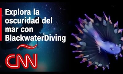 Nadar en las estrellas. Así es bucear a oscuras en el Blackwater Diving