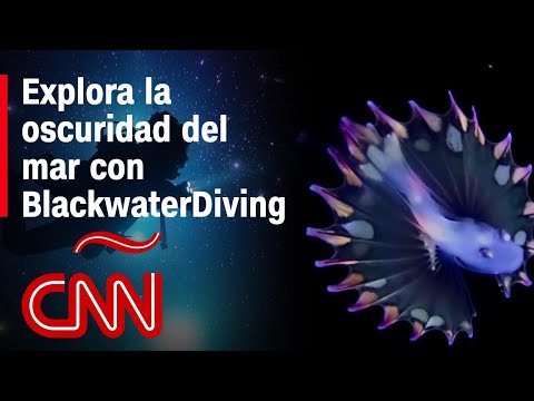 Nadar en las estrellas. Así es bucear a oscuras en el Blackwater Diving