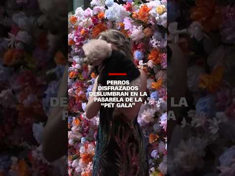 #Perros disfrazados deslumbran en la pasarela de la “Pet Gala”
