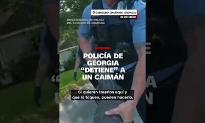 Policía de #Georgia “detiene” a un caimán