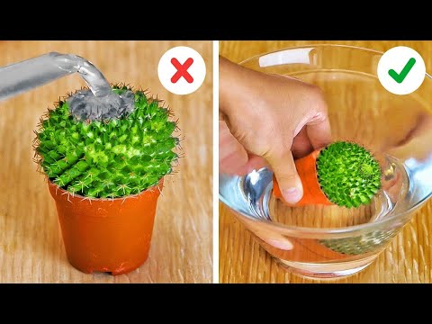 Proyectos de Plantas DIY: Ideas Creativas para tu Jardín 🌼 | ¡Simple y Fresco! Proyectos de Plantas DIY: Ideas Creativas para tu Jardín 🌼 | ¡Simple y Fresco!