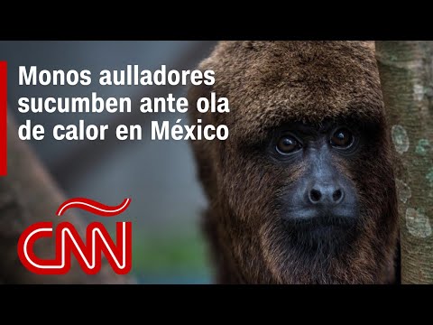 Rescatan a mono aullador en México a punto de morir por temperaturas extremas Rescatan a mono aullador en México a punto de morir por temperaturas extremas
