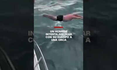 Un hombre intenta golpear con su cuerpo a una #orca