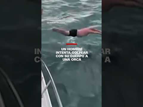 Un hombre intenta golpear con su cuerpo a una #orca