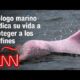 Conoce a Fernando Trujillo, un biólogo marino colombiano galardonado por National Geographic