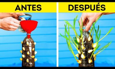 Cultivando alimentos frescos en casa 🌿🏡 Consejos brillantes para la jardinería