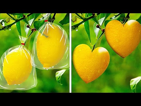 🌸 Cómo Hacer que Tu Jardín Luzca Impresionante con Ideas y Trucos DIY Sencillos 🌿Ideas En 5Minutos 🌸 Cómo Hacer que Tu Jardín Luzca Impresionante con Ideas y Trucos DIY Sencillos 🌿Ideas En 5Minutos