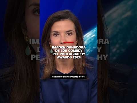 Imagen ganadora de los Comedy Pet Photography Awards 2024 Imagen ganadora de los Comedy Pet Photography Awards 2024
