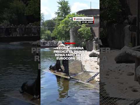 Leona marina predice el primer resultado de la #Eurocopa 2024