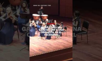 Mira cómo un gato de une a una orquesta en el escenario