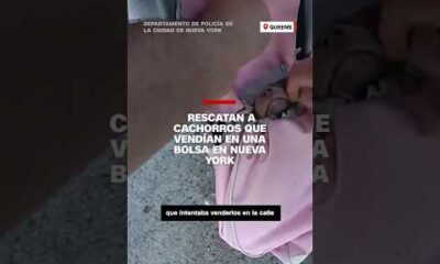 Policías rescatan a unos cachorros hacinados en una bolsa en una calle de Nueva York