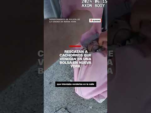 Policías rescatan a unos cachorros hacinados en una bolsa en una calle de Nueva York