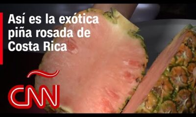 Así es la exótica piña rosada de Costa Rica