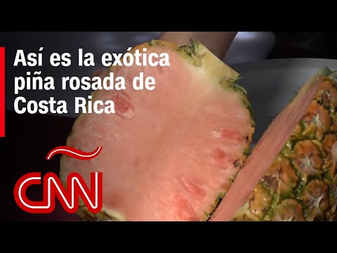 Así es la exótica piña rosada de Costa Rica Así es la exótica piña rosada de Costa Rica
