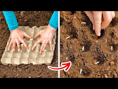 Creando Tu Mini Jardín: ¡Ideas Creativas y Trucos DIY Que Necesitas Probar! 🌱✨