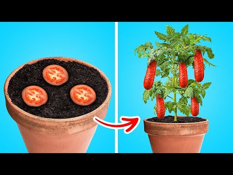 ¡Ideas y Trucos para Mini Jardines: Cultiva Flores, Verduras y Más en Casa! 🌼🥕🌿