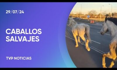 Insólito: tropilla de caballos por la Panamericana