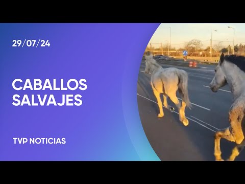 Insólito: tropilla de caballos por la Panamericana Insólito: tropilla de caballos por la Panamericana