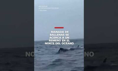 Manada de ballenas se acerca a un remero en el norte del océano Atlántico