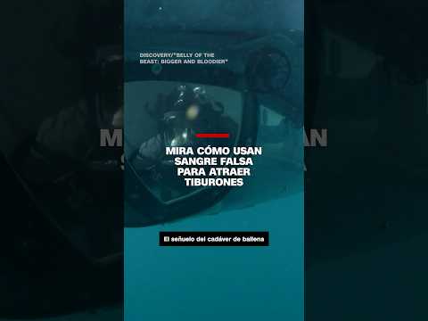Mira cómo usan sangre falsa para atraer tiburones Mira cómo usan sangre falsa para atraer tiburones