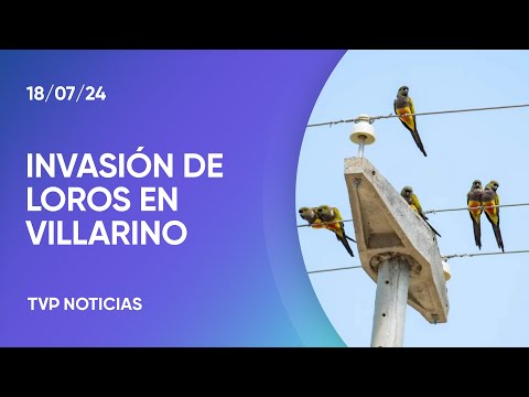 Qué hay detrás de la invasión de loros en Villarino Qué hay detrás de la invasión de loros en Villarino