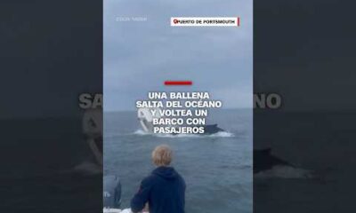 Una ballena salta del océano y voltea un barco con pasajeros