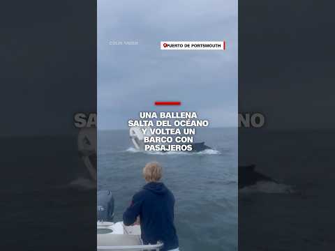 Una ballena salta del océano y voltea un barco con pasajeros Una ballena salta del océano y voltea un barco con pasajeros