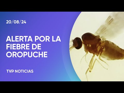 Alarma por la fiebre de Oropuche Alarma por la fiebre de Oropuche