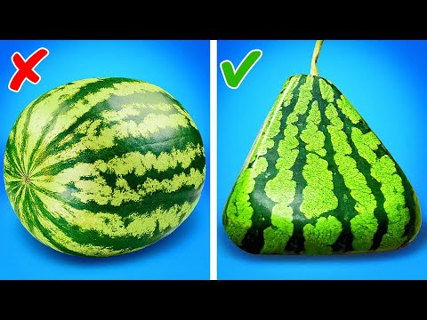¡CÓMO HACER SANDÍAS CARAS EN CASA 🍉 TRUCOS DE PLANTACIÓN! 🌱 ¡CÓMO HACER SANDÍAS CARAS EN CASA 🍉 TRUCOS DE PLANTACIÓN! 🌱