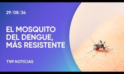 Dengue: preocupación por una mutación del mosquito que lo hace más resistente a insecticidas