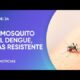 Dengue: preocupación por una mutación del mosquito que lo hace más resistente a insecticidas