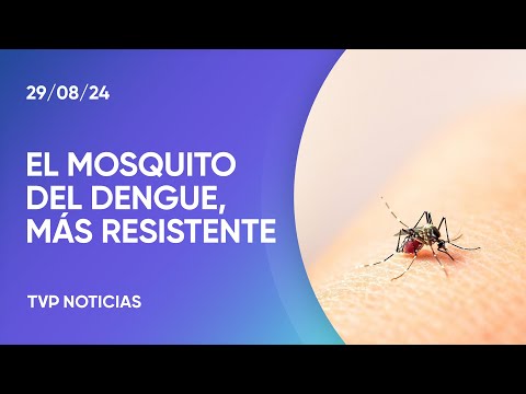 Dengue: preocupación por una mutación del mosquito que lo hace más resistente a insecticidas Dengue: preocupación por una mutación del mosquito que lo hace más resistente a insecticidas