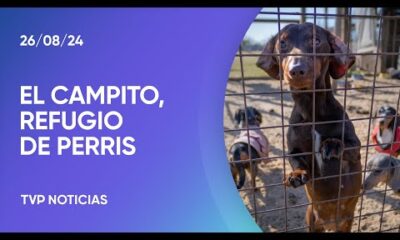 Novedosa campaña para la adopción responsable de perros