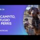 Novedosa campaña para la adopción responsable de perros