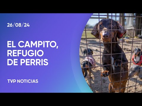 Novedosa campaña para la adopción responsable de perros Novedosa campaña para la adopción responsable de perros