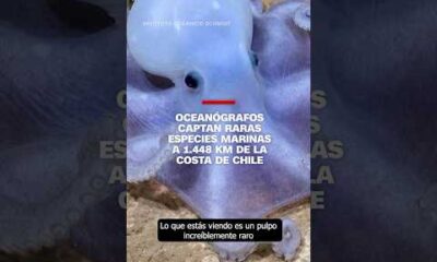 Oceanógrafos captan raras especies marinas a 1.448 km de la costa de Chile