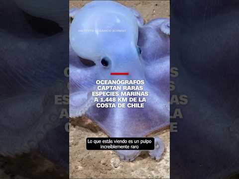 Oceanógrafos captan raras especies marinas a 1.448 km de la costa de Chile Oceanógrafos captan raras especies marinas a 1.448 km de la costa de Chile