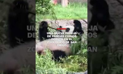 Una nueva pareja de pandas chinos debuta en el zoológico de San Diego