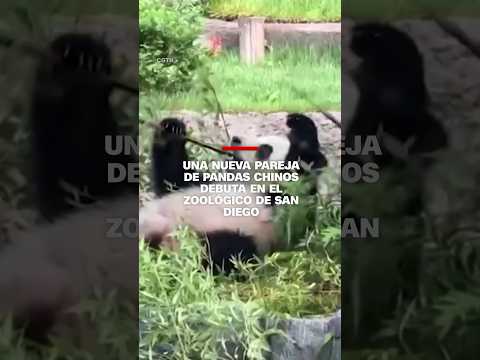 Una nueva pareja de pandas chinos debuta en el zoológico de San Diego Una nueva pareja de pandas chinos debuta en el zoológico de San Diego