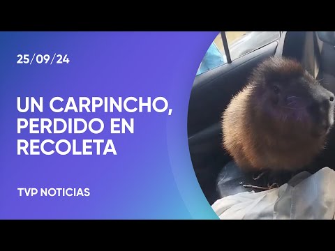 Apareció un carpincho en el barrio de Recoleta Apareció un carpincho en el barrio de Recoleta