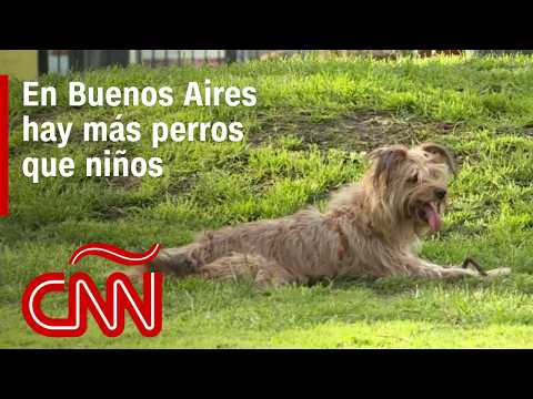 En Buenos Aires hay más perros que niños: aumenta cantidad de mascotas y baja la tasa de natalidad En Buenos Aires hay más perros que niños: aumenta cantidad de mascotas y baja la tasa de natalidad