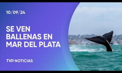 Espectáculo de ballenas en Mar del Plata